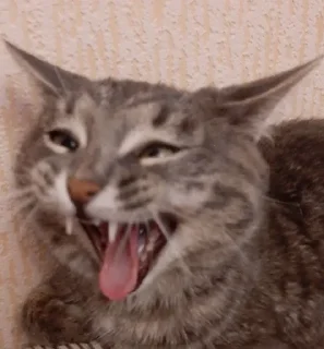 😝 emoji Балконный окорок Telegram sticker 23 of 48