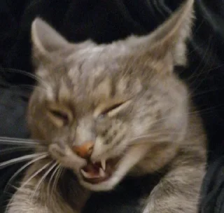 😁 emoji Балконный окорок Telegram sticker 24 of 48