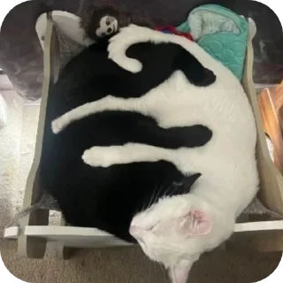 🐱 emoji Миядзаки кото-лапки 1 Telegram sticker 14 of 110