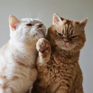 🌟 emoji Эльза в отпуске Telegram sticker 14 of 35
