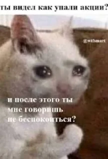 Sticker from Мемозг коты, @Kote_Iz_Pitera