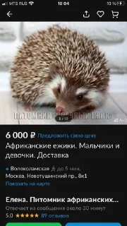 🌟 emoji Ебать Telegram sticker 21 of 52
