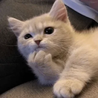 🥋 emoji Не воруй уёбище Telegram sticker 4 of 120