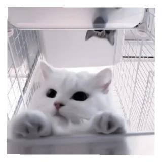 🐈 emoji Сонечка Telegram sticker 18 of 31