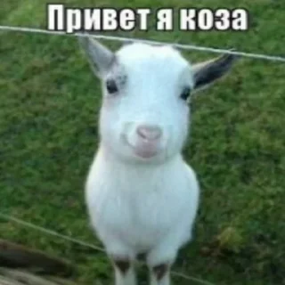 🧐 emoji нара чебурашка Telegram sticker 9 of 65