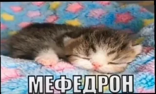 😴 emoji котеки Telegram sticker 10 of 73