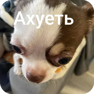 🐱 emoji Женины жопы Telegram sticker 15 of 20