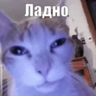🌟 emoji ОтвеТЦ @Un1ock2 Telegram sticker 5 of 87