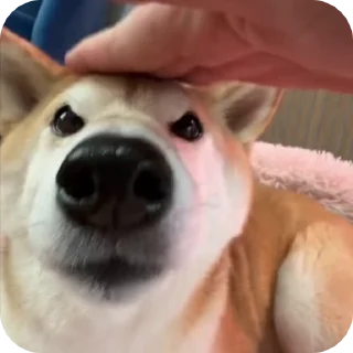 🖐 emoji ПОДПИШИСЬ НА @TRIXXOFFC ПЕСИКИ Telegram sticker 5 of 54
