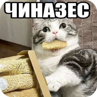 😳 emoji Хабенский, качан и другие Telegram sticker 6 of 120