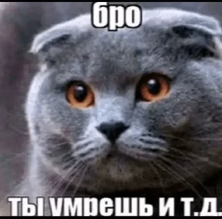 Sticker from Самый ахуеные цитаты