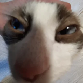 🥴 emoji какая то Дана Telegram sticker 10 of 37