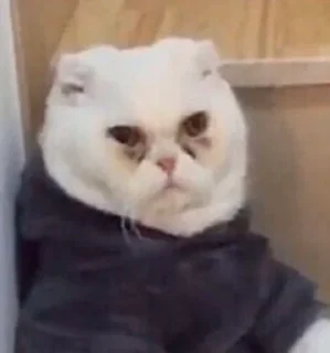 🥴 emoji Кошка Telegram sticker 15 of 62