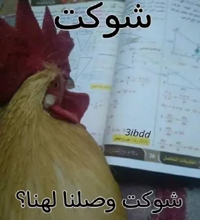 🐓 emoji @I2yf7I would never mate Telegram sticker 15 of 120