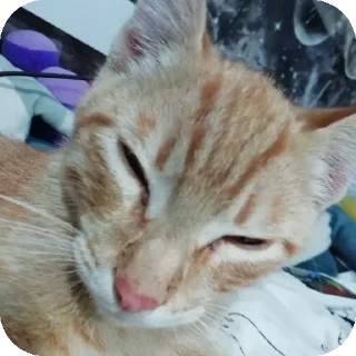 🐱 emoji Марс Telegram sticker 2 of 15