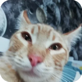 🐱 emoji Марс Telegram sticker 6 of 15