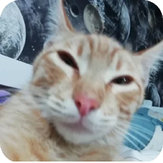 🐱 emoji Марс Telegram sticker 5 of 15