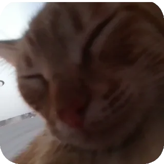 🐱 emoji Марс Telegram sticker 10 of 15