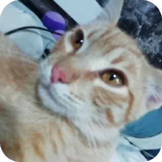 🐱 emoji Марс Telegram sticker 8 of 15