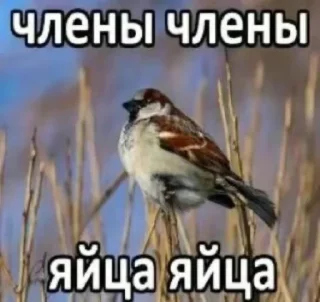 🤩 emoji Члены Члены Яйца Яйца Telegram sticker 3 of 38