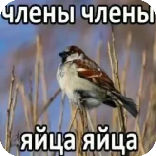 🐦 emoji Члены Члены Яйца Яйца Telegram sticker 20 of 38