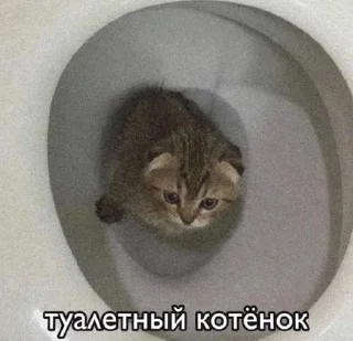 🚽 emoji Это вы - котики Telegram sticker 9 of 23