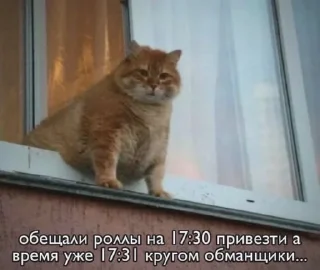 Sticker from Это вы - котики