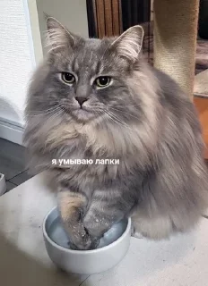 💦 emoji Это вы - котики Telegram sticker 19 of 23