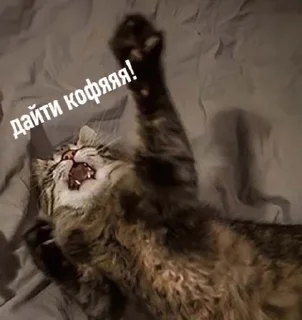 ☕️ emoji Это вы - котики Telegram sticker 16 of 23
