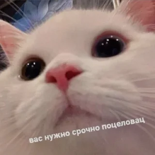 🥰 emoji Это вы - котики Telegram sticker 5 of 23