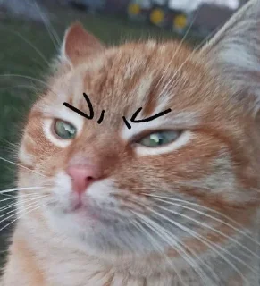 🤬 emoji Ти МурБлять! @Jesus_condemns Telegram sticker 20 of 55