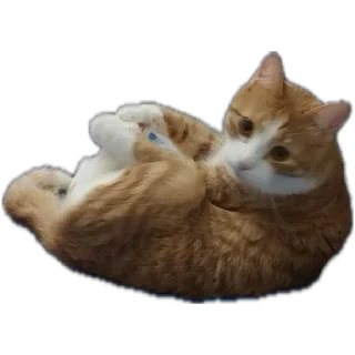 💣 emoji Чушпан Telegram sticker 8 of 14