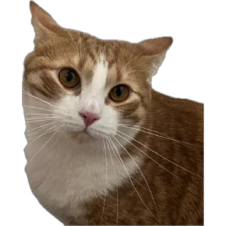 😠 emoji Чушпан Telegram sticker 14 of 14
