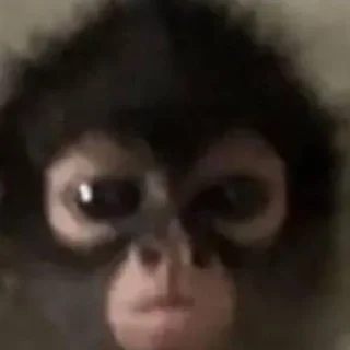 😠 emoji обезьянки 🐒❤️ Telegram sticker 13 of 19