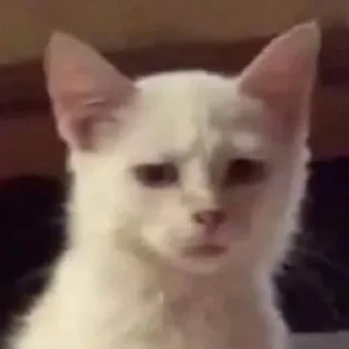 😐 emoji мяу мяу кить Telegram sticker 14 of 58