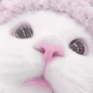 🏩 emoji ☆cat♡cat࿐⊹kitty˚˙cat♡ Telegram sticker 17 of 20