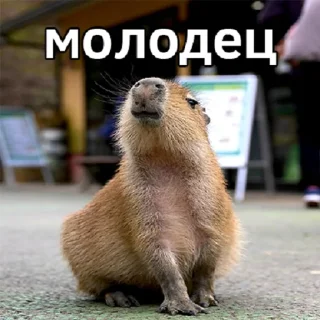 👏 emoji капибавы (https://t.me/tg_free_stickers) Telegram sticker 19 of 48
