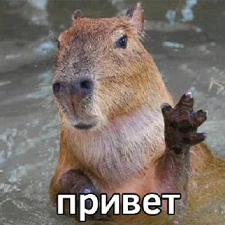 Sticker from капибавы (https://t.me/tg_free_stickers)