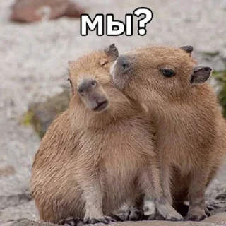 💗 emoji капибавы (https://t.me/tg_free_stickers) Telegram sticker 22 of 48