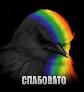 🌟 emoji Птичке с тт @Froggicatcool Telegram sticker 15 of 120