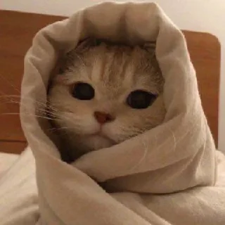 🥺 emoji котики от амины Telegram sticker 14 of 120