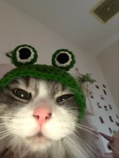😑 emoji kitty'bitch Telegram sticker 10 of 108