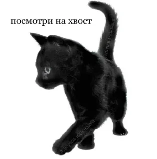 🌟 emoji коты Telegram sticker 9 of 21