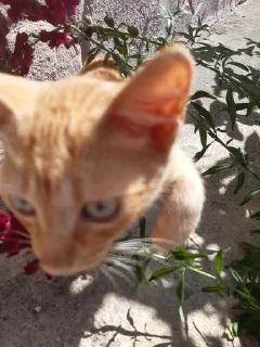😰 emoji лучший котик мечта прям Telegram sticker 5 of 48