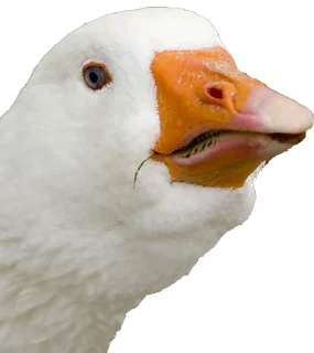 🐷 emoji Hysteric birds by @eternalduck Telegram sticker 12 of 83