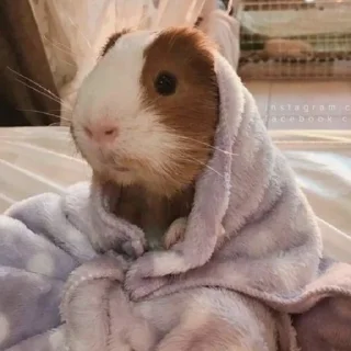 💤 emoji Морские свинки Telegram sticker 7 of 68