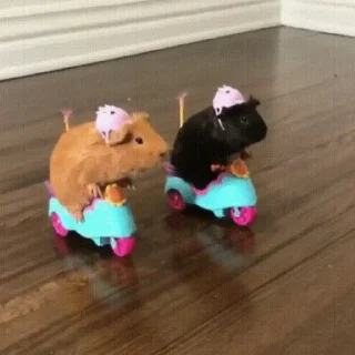 🚲 emoji Морские свинки Telegram sticker 17 of 68