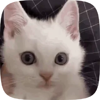 😠 emoji Больше стикеров тут: @MelStickers Telegram sticker 21 of 46