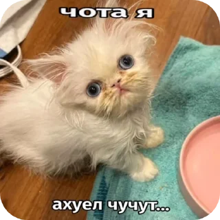 Sticker from Киски