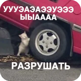 👍 emoji Киски Telegram sticker 17 of 56